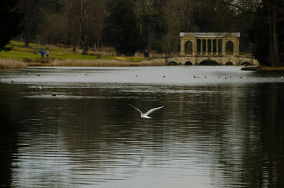 Bird in Flight