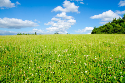 Summer Meadow
