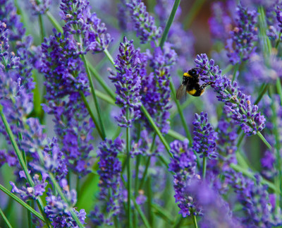 Bee on Lavender