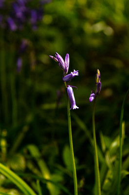 Bluebells